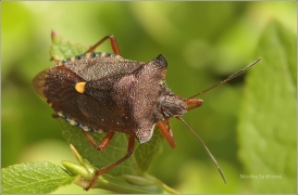 <p>KNĚŽICE RUDONOHÁ? (Pentatoma rufipes) (Knížecí)</p>